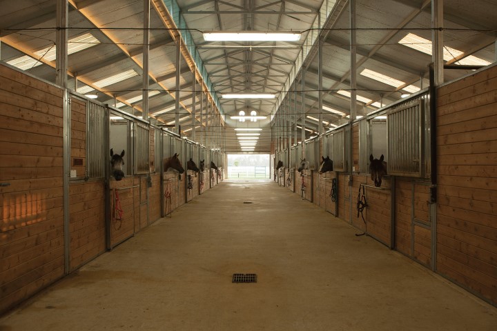 lone star arabians horse boarding stables