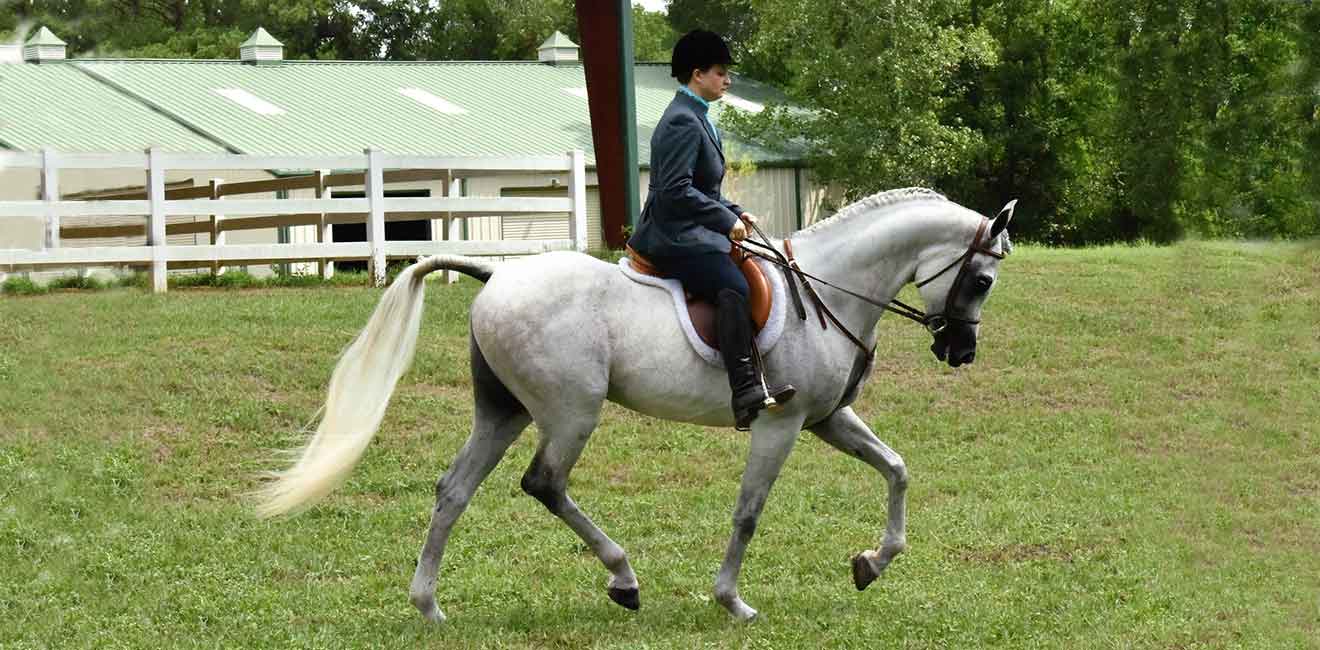 lonestararabians training 1320x650