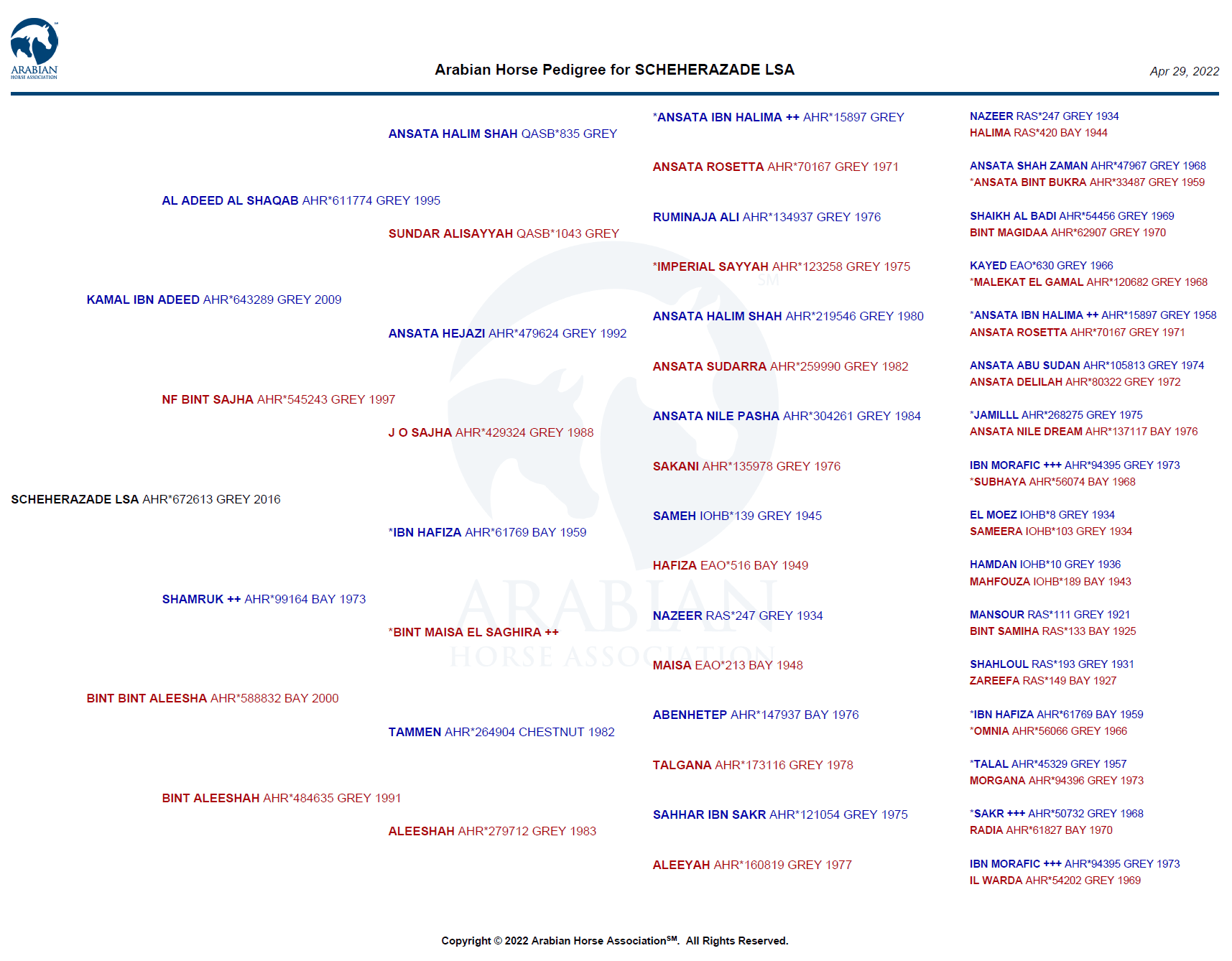 scheherazade lsa pedigree